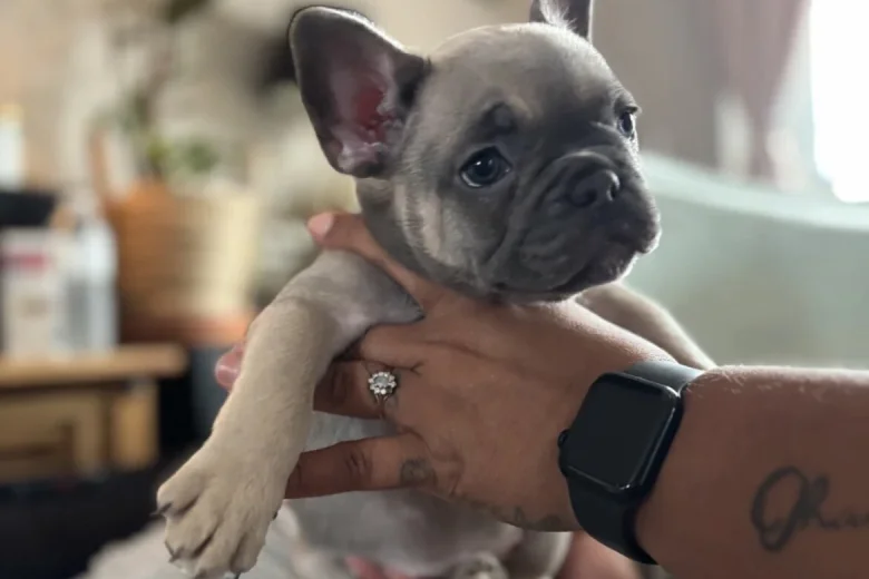 French Bulldog