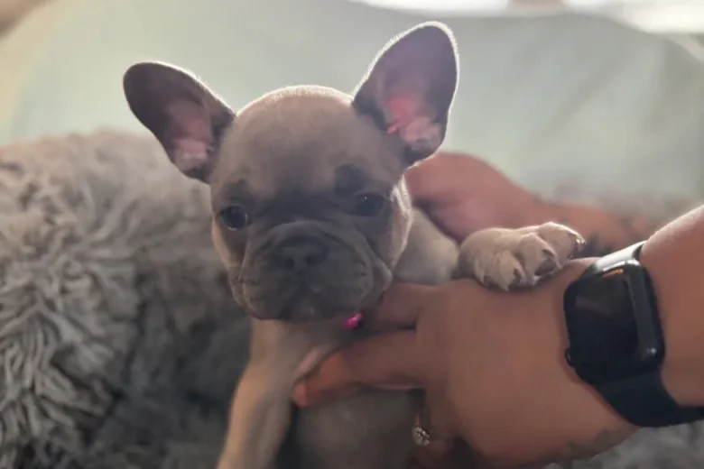 French Bulldog