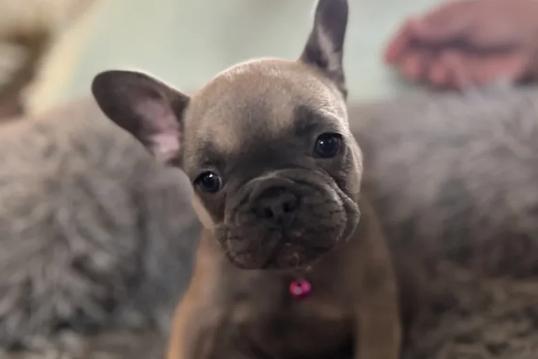 French Bulldog