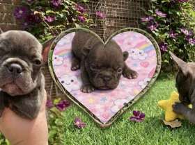 French Bulldog