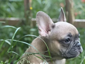 French Bulldog