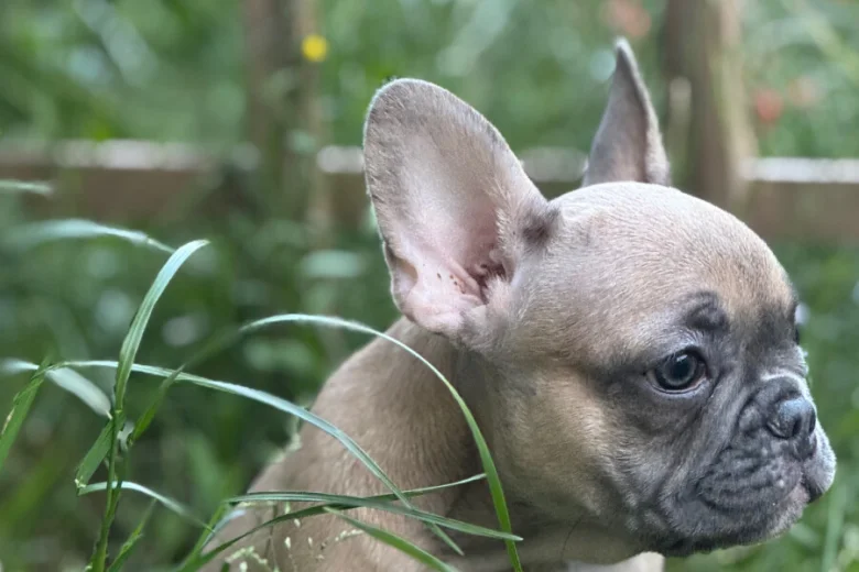 French Bulldog