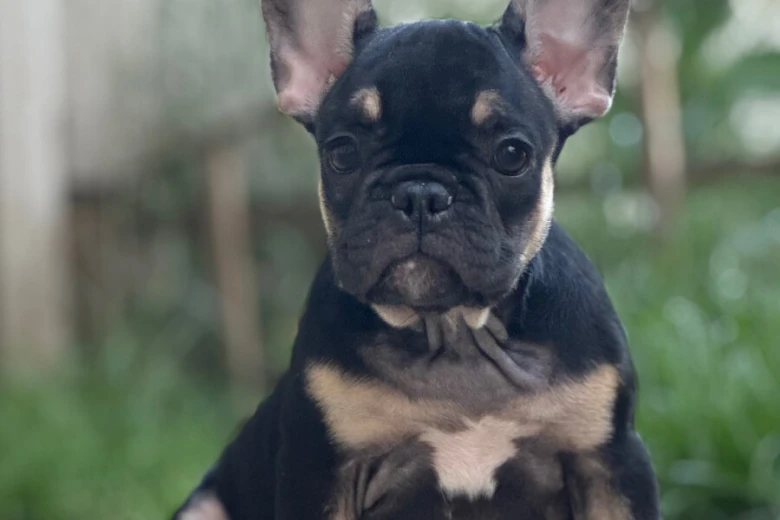 French Bulldog
