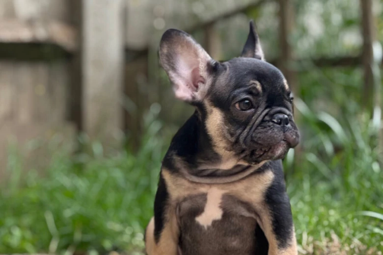 French Bulldog