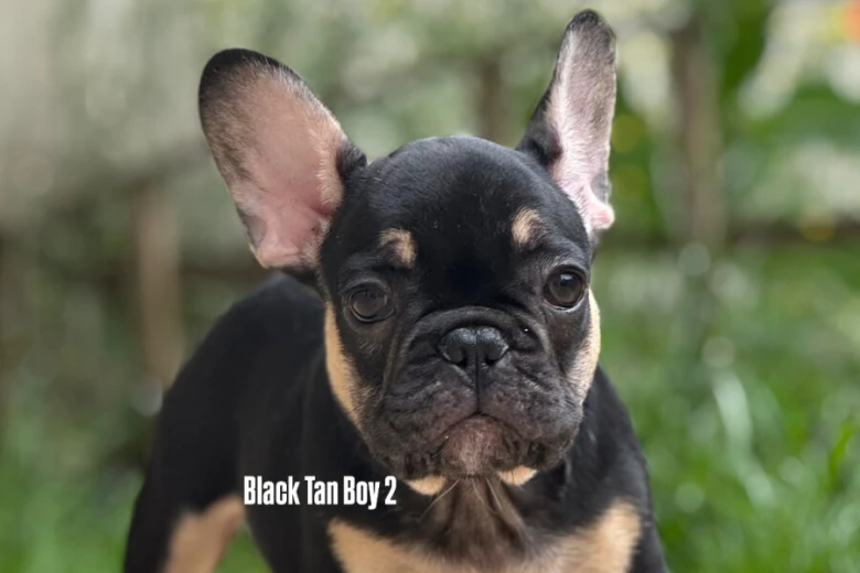French Bulldog