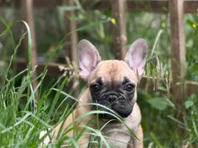 French Bulldog