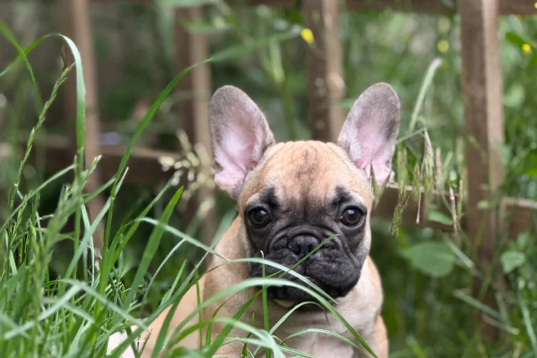 French Bulldog