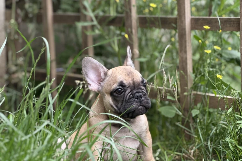 French Bulldog