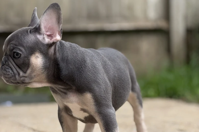 French Bulldog