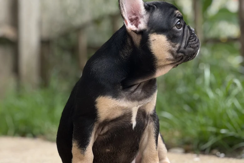 French Bulldog