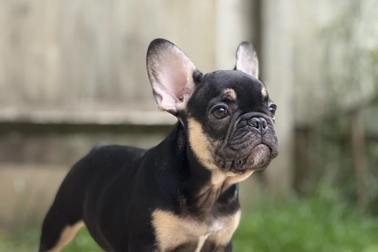 French Bulldog