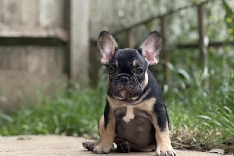 French Bulldog