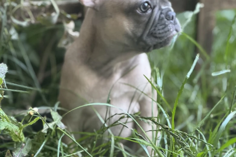 French Bulldog