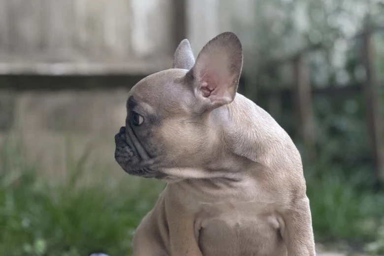 French Bulldog