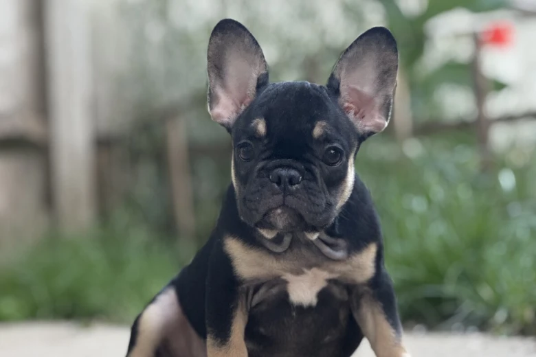 French Bulldog