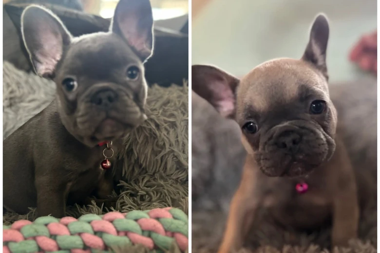 French Bulldog