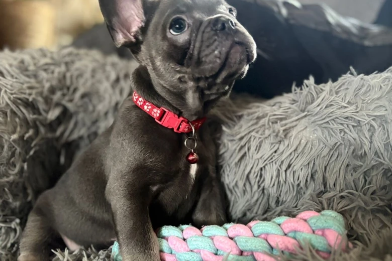 French Bulldog