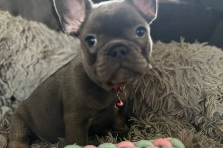 French Bulldog
