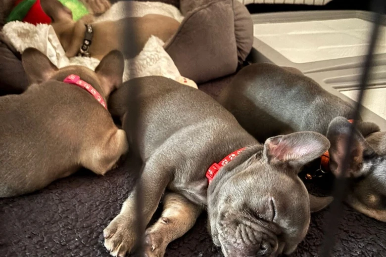 French Bulldog