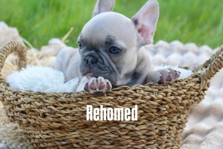 French Bulldog