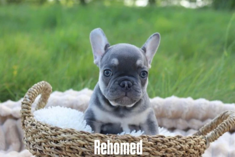 French Bulldog