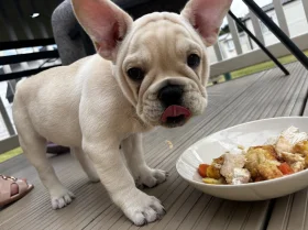French Bulldog