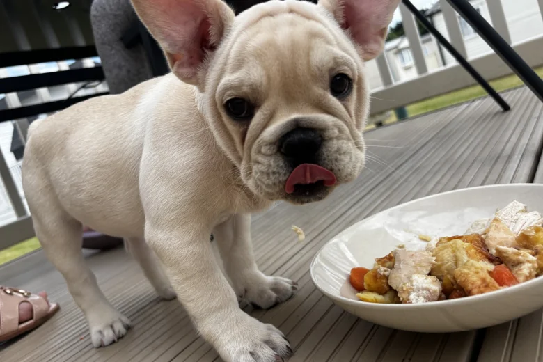 French Bulldog