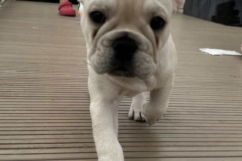 French Bulldog