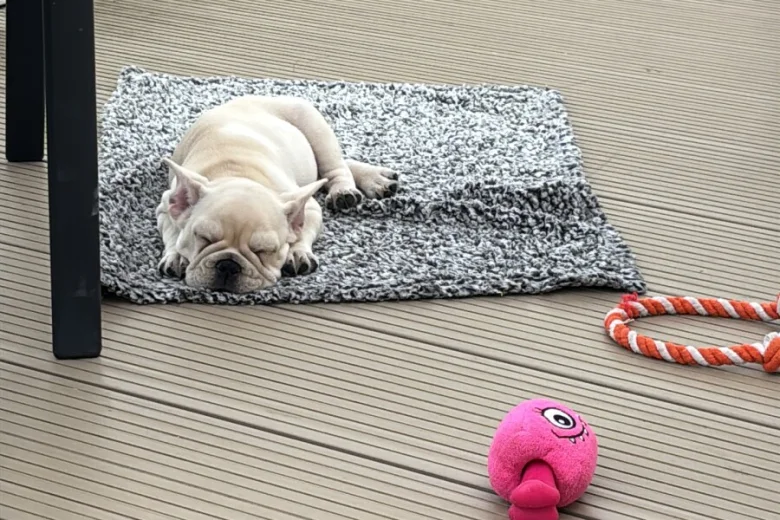 French Bulldog