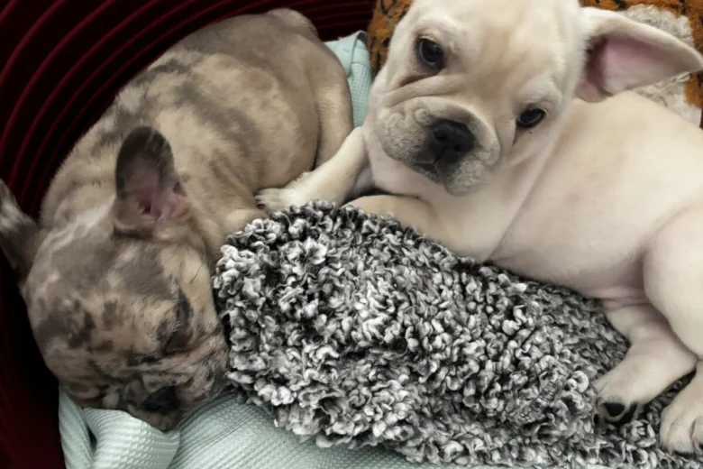 French Bulldog