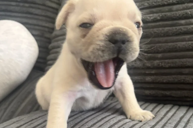 French Bulldog