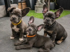 French Bulldog
