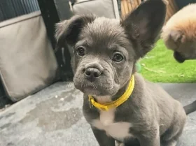 French Bulldog