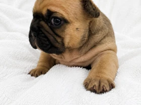 French Bulldog
