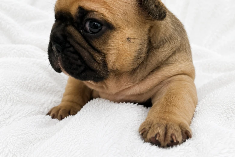 French Bulldog