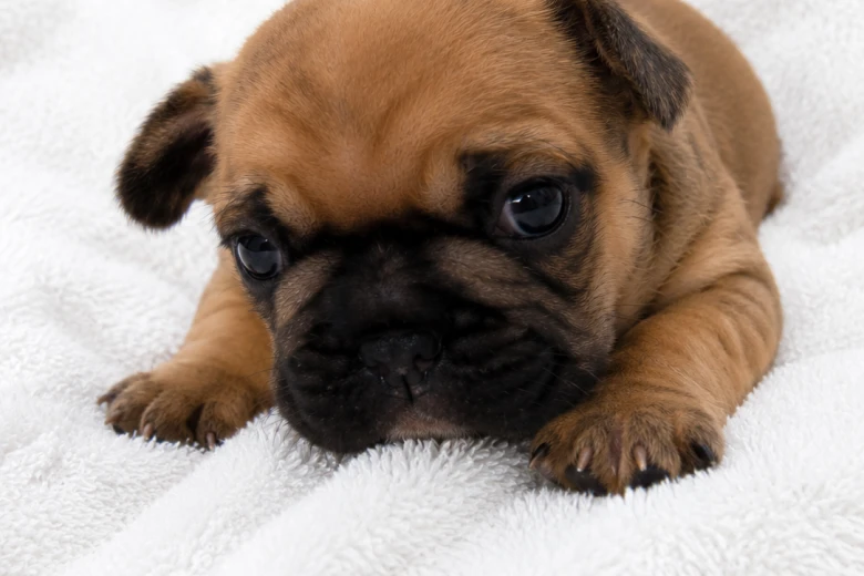 French Bulldog