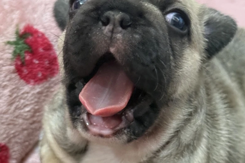 French Bulldog