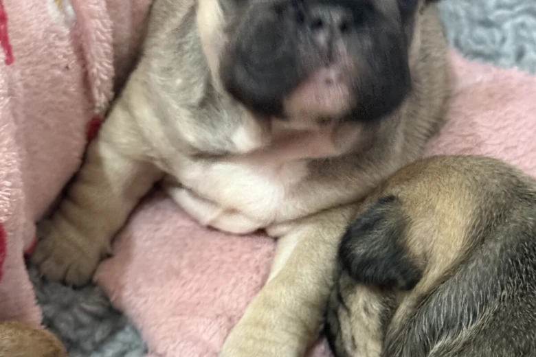 French Bulldog