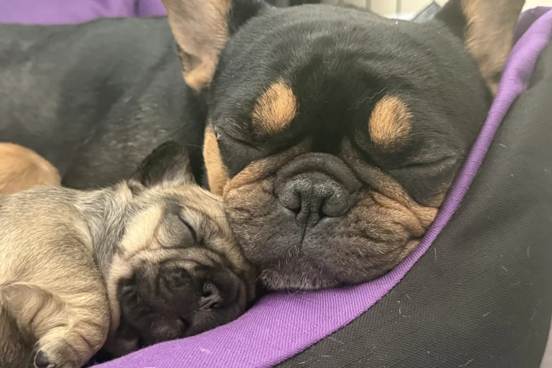 French Bulldog