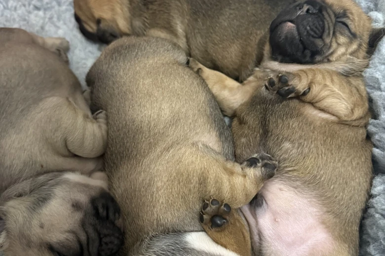 French Bulldog