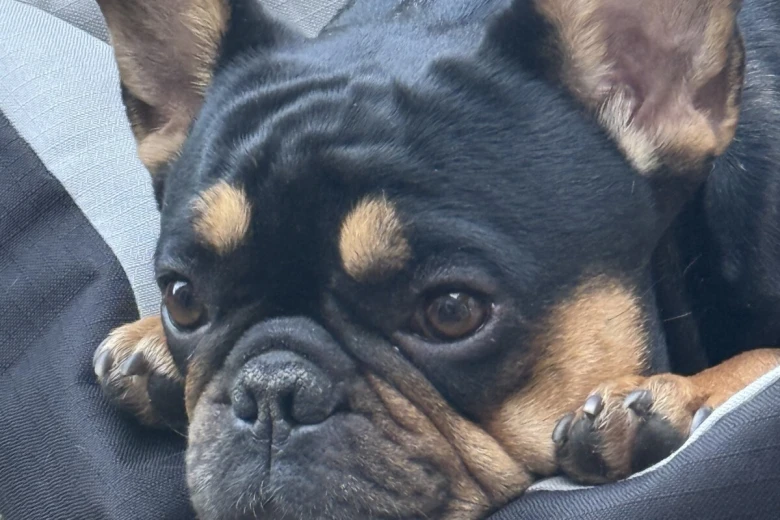 French Bulldog