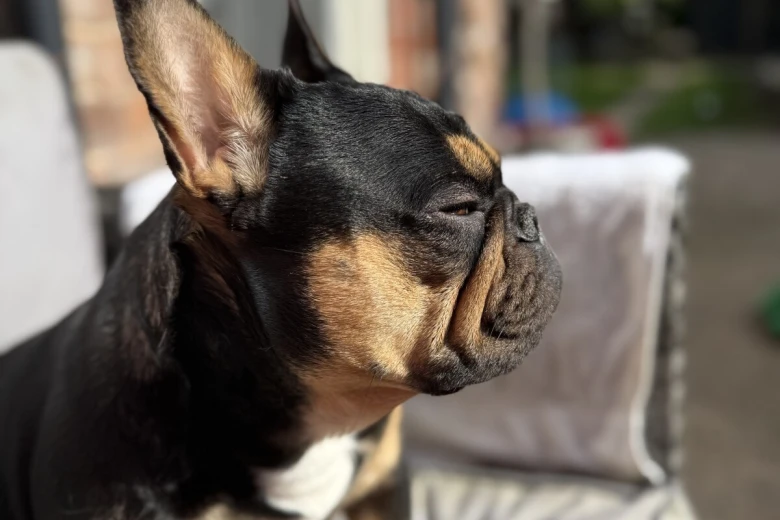 French Bulldog