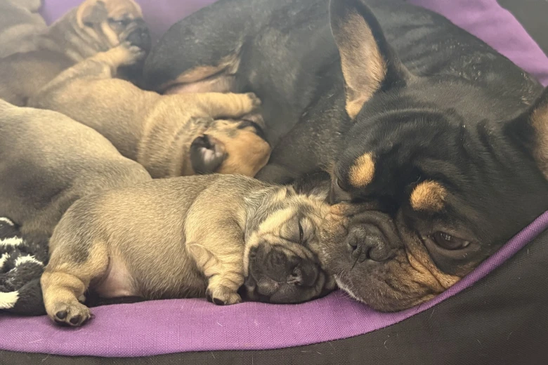 French Bulldog