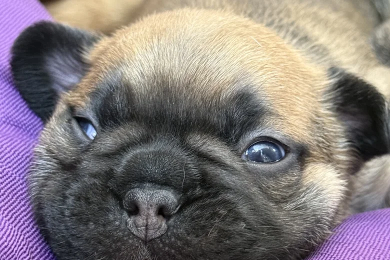 French Bulldog