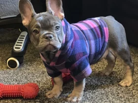 French Bulldog