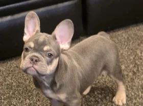 French Bulldog