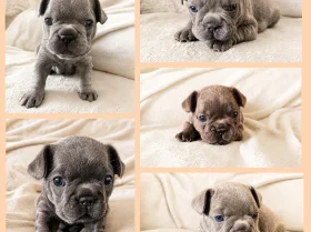 French Bulldog