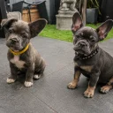 French Bulldog