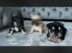 French Bulldog