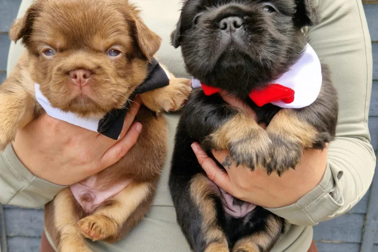French Bulldog